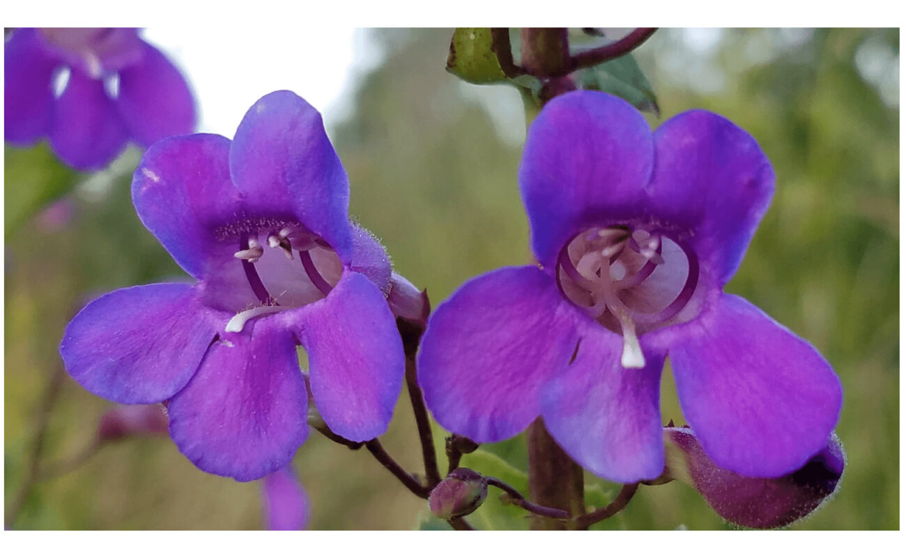 Showy Penstemon-5307