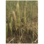 California Barley-4641