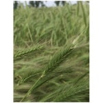 Alkali Barley-5078