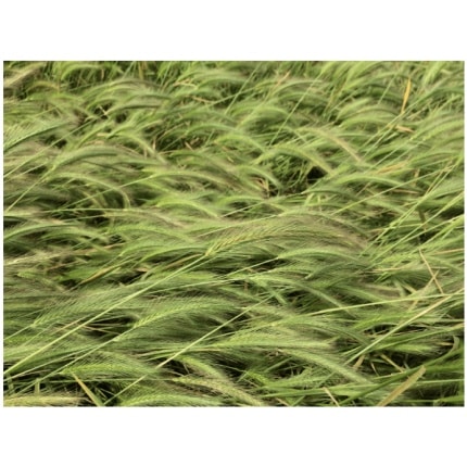 Alkali Barley-5080