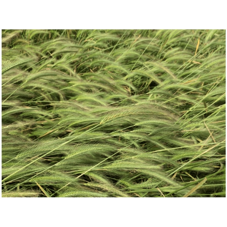 Alkali Barley-5080