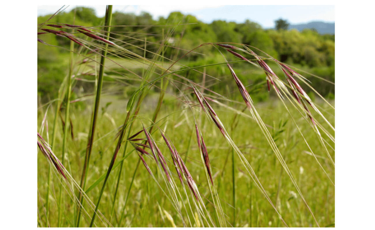 Purple Needlegrass-4686