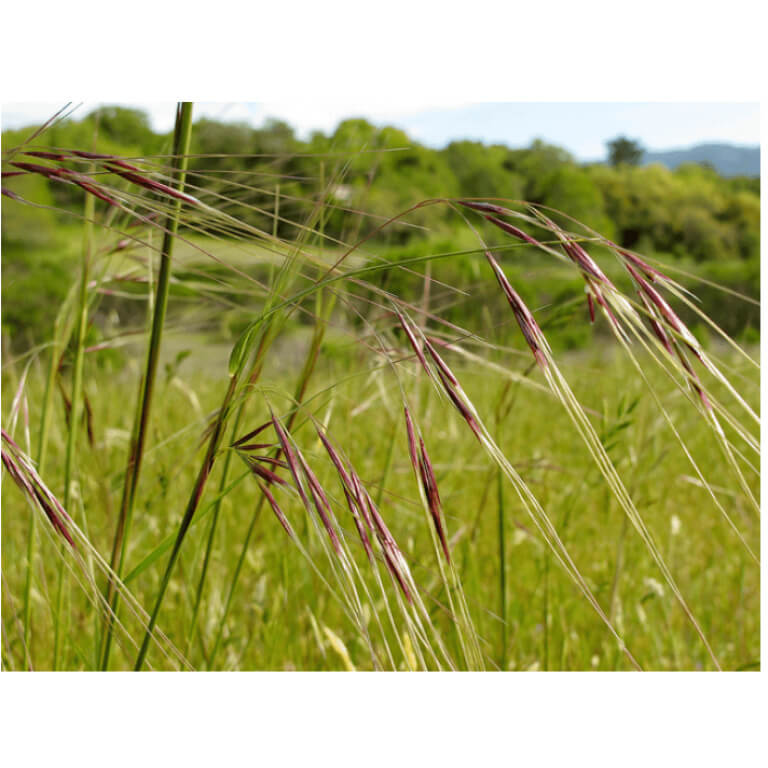 Purple Needlegrass-4686