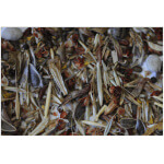 Coastal Sage Scrub Mix-4706