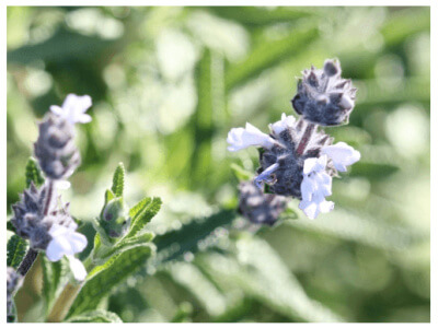 Black Sage-5093