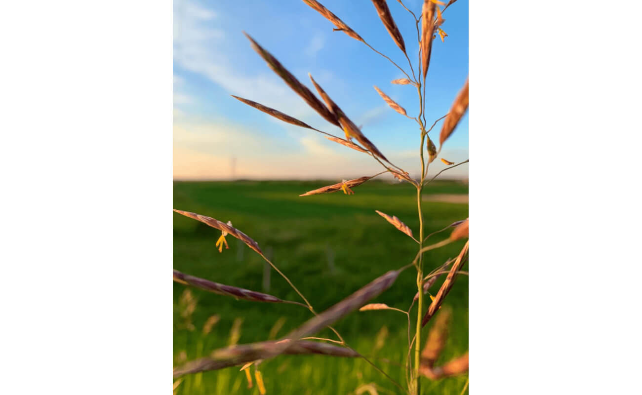 California Brome Grass-4992