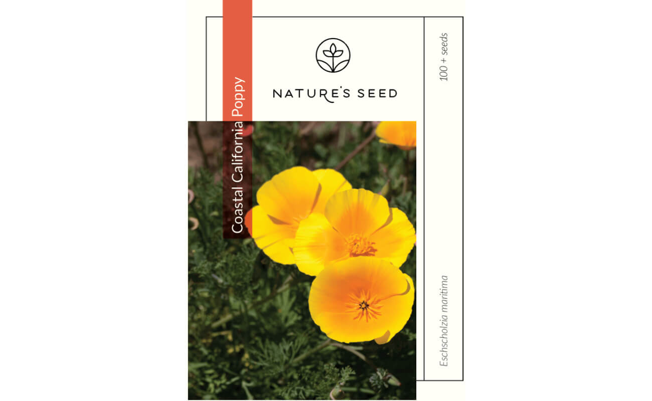 Coastal California Poppy-0