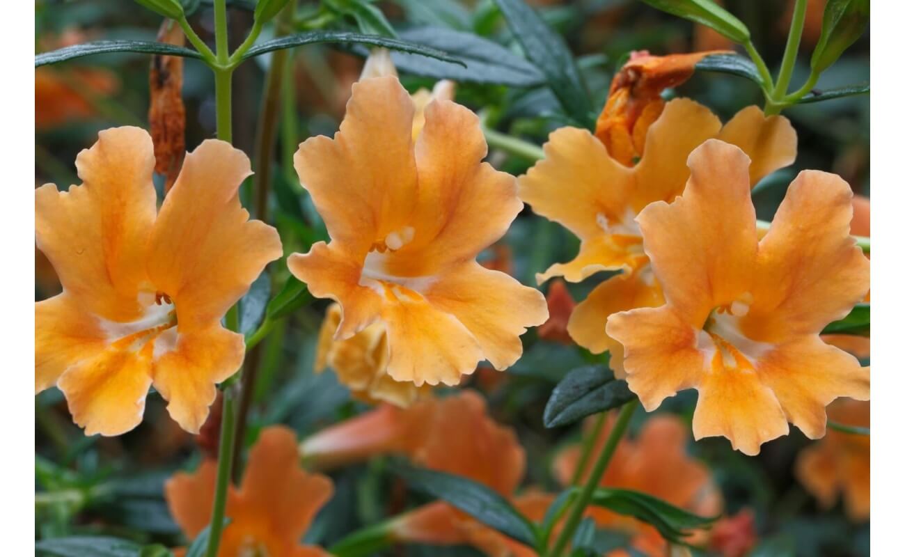 Monkeyflower-5140