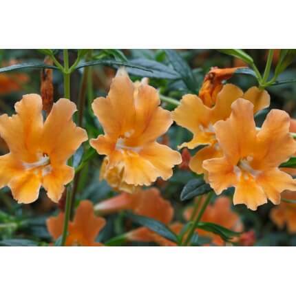 Monkeyflower-5140