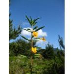 Monkeyflower-5333