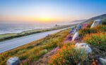 California Coastal Native Wildflower Mix-4606