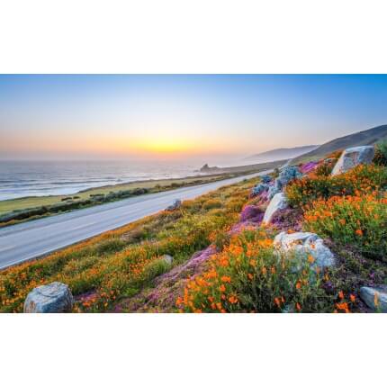 California Coastal Native Wildflower Mix-4606