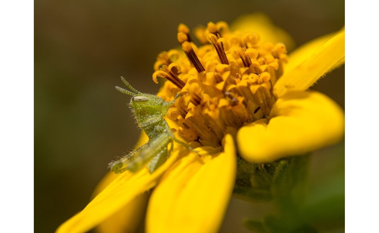 San Diego Sunflower-5275