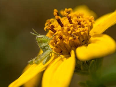 San Diego Sunflower-5275