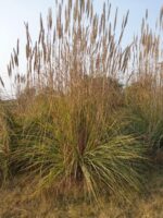 Deergrass-4625
