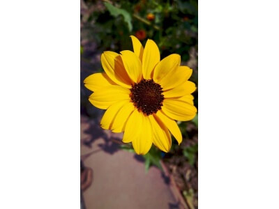 California Bush Sunflower-5339