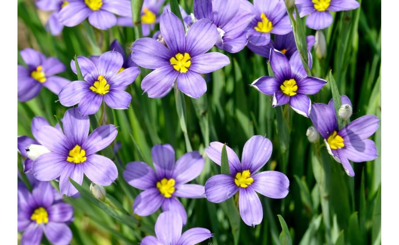 Blue-Eyed Grass-5193