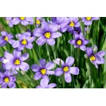 Blue-Eyed Grass-5193