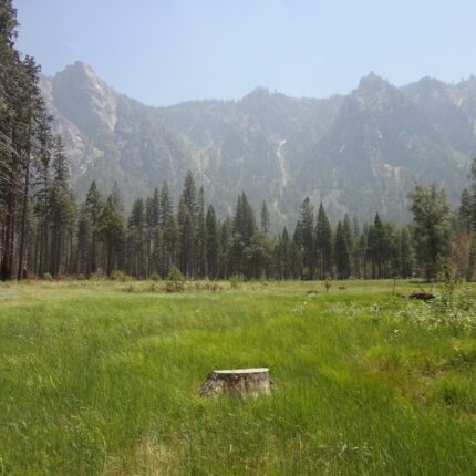 Tree stump in a grassy meadow in front of mountains and trees in El Capitan meadow in Yosemite National Park