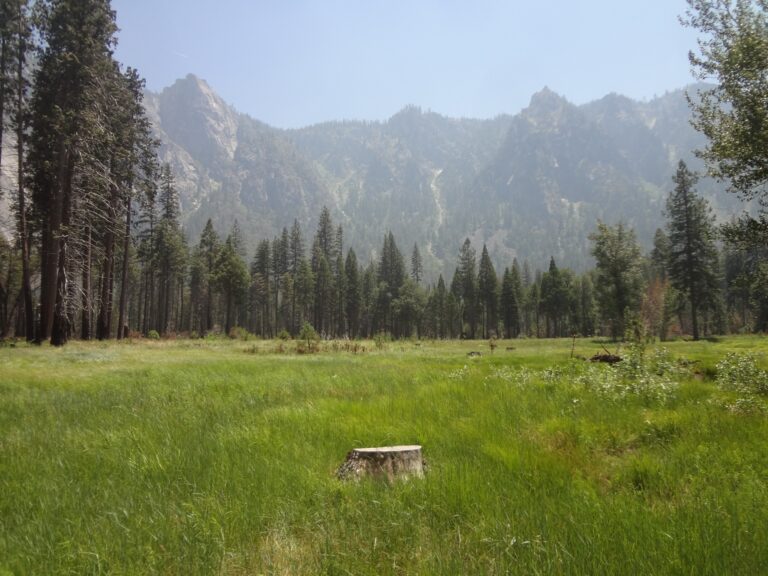Tree stump in a grassy meadow in front of mountains and trees in El Capitan meadow in Yosemite National Park