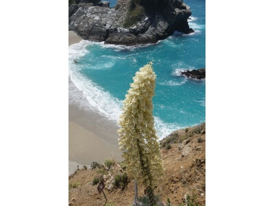 Chaparral Yucca-4585