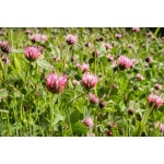 Hykon Rose Clover-4662