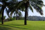 Southern Sports Turf Mix-4604