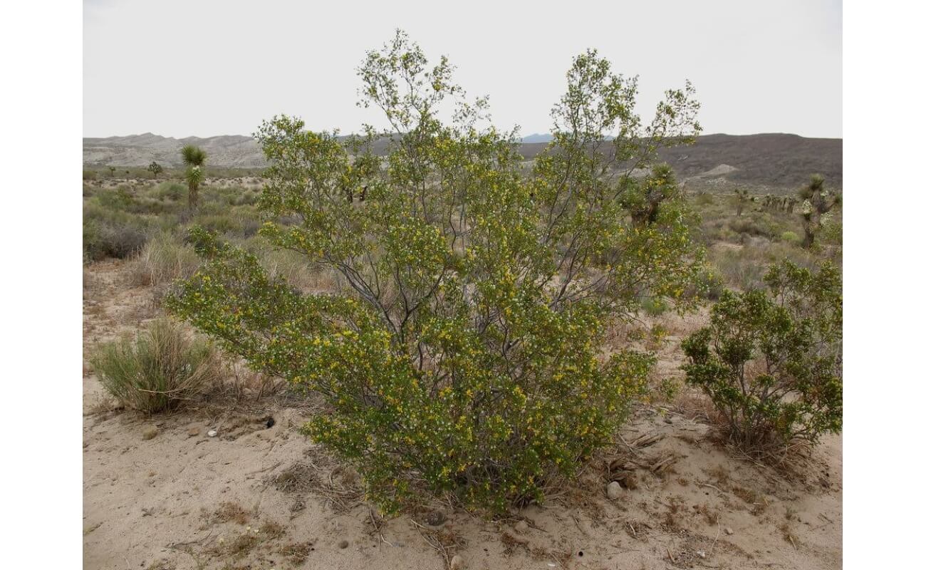 Creosote Bush-4242