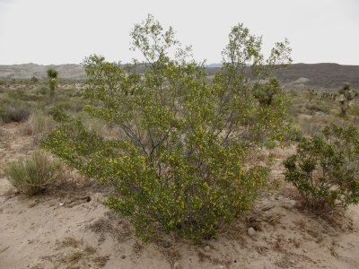 Creosote Bush-4242