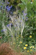 Nodding Needlegrass-4274