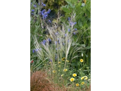 Nodding Needlegrass-4274