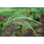 Zorro Fescue-4294