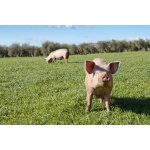 Pacific Southwest Pig Forage Mix-4466