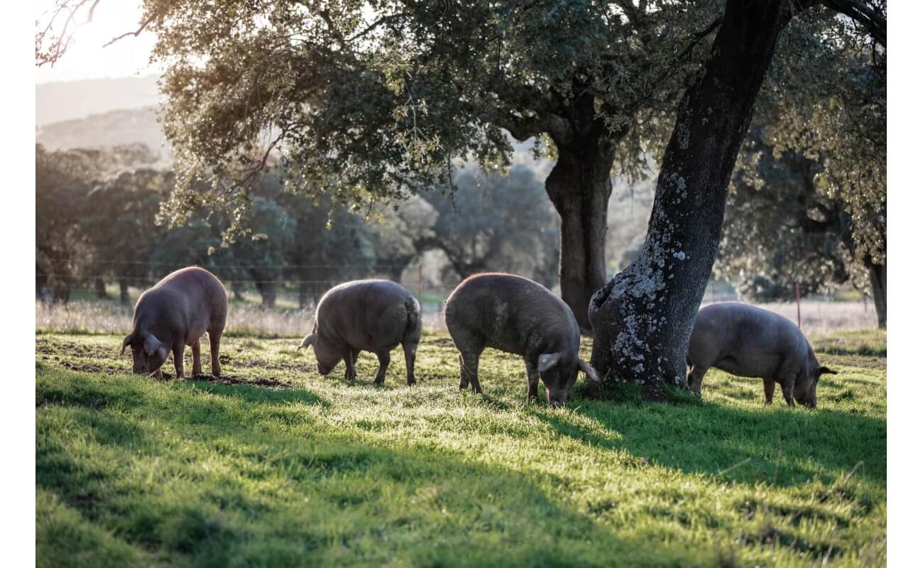 Pacific Northwest Pig Forage Mix-0