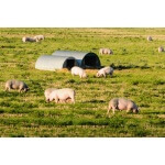 South-Atlantic Transitional Pig Forage Mix-4470