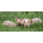 Southern Subtropics Pig Forage Mix-4474