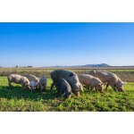 Southwest Transitional Pig Forage Mix-4486