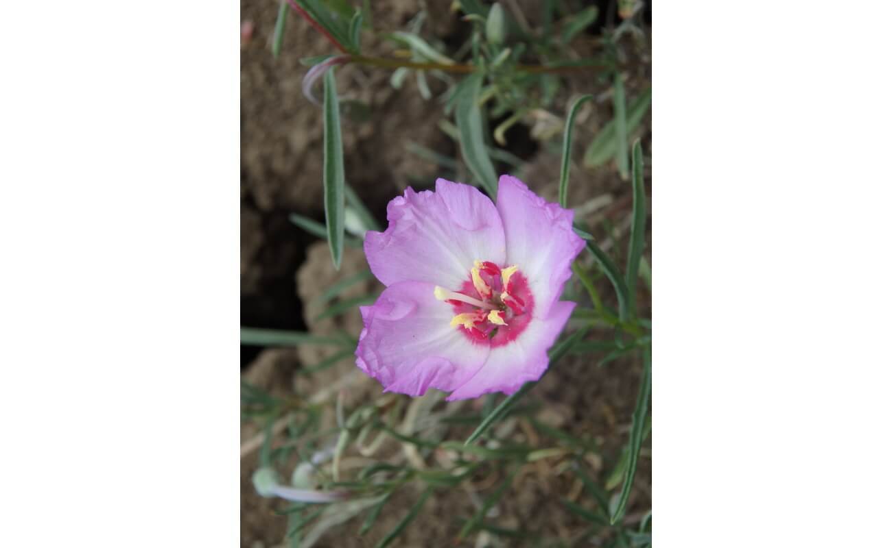 Tracy's Clarkia-4737