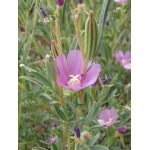 Purple Clarkia-4739