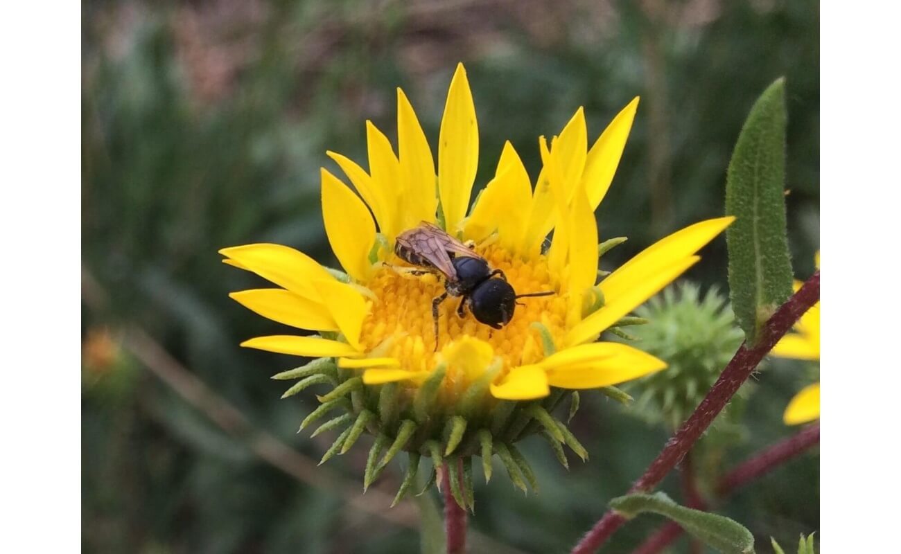 Coastal Gumweed-4781