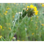 Small-Flowered Fiddleneck-4724