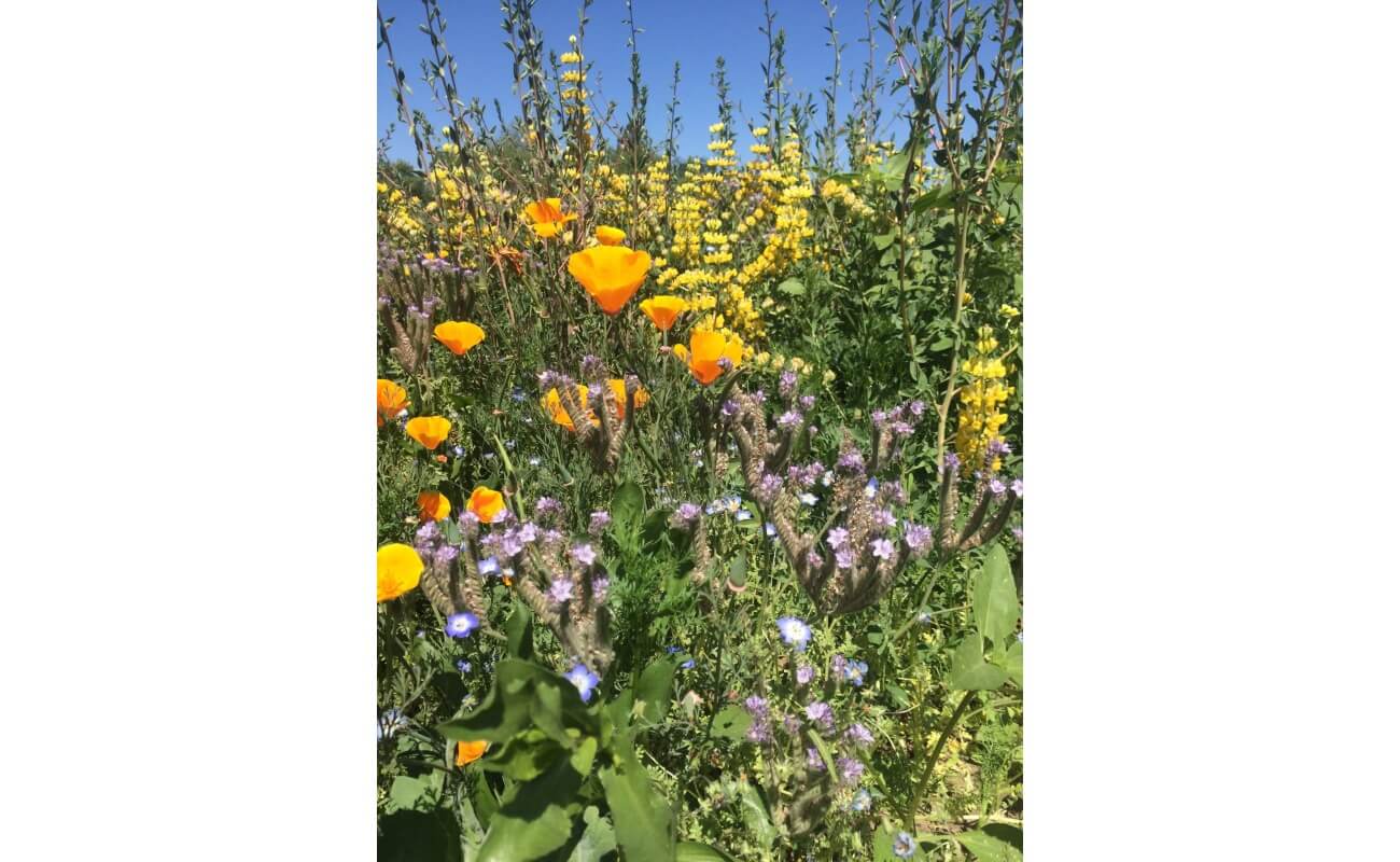 Xerces Central Valley Pollinator Mix-4797