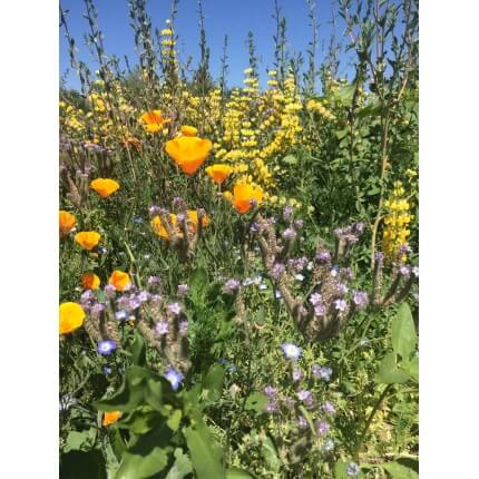 Xerces Central Valley Pollinator Mix-4797