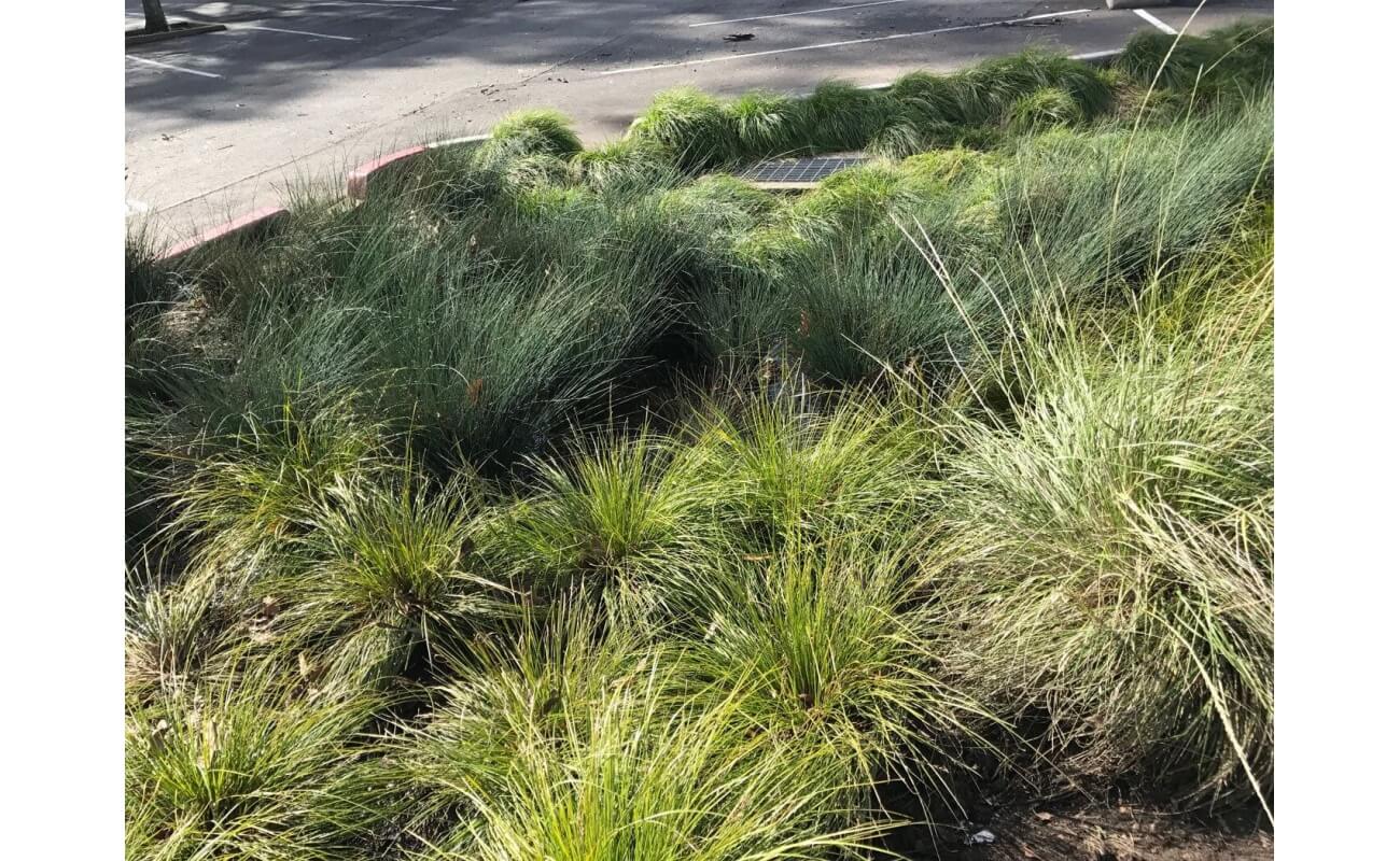 Native Bioswale Mix-4822