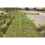 Ornamental Bioswale Mix-4824