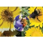 California Native Pollinator Wildflower Mix-4801