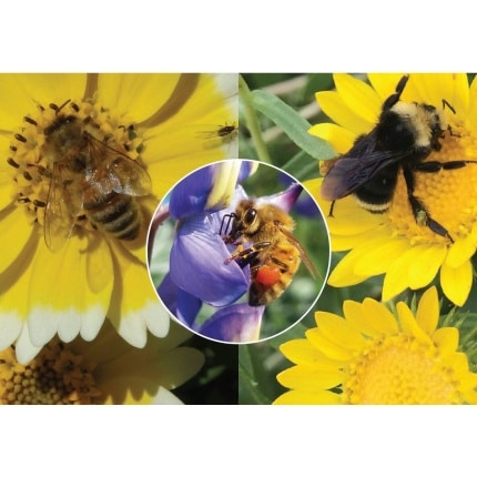 California Native Pollinator Wildflower Mix-4801