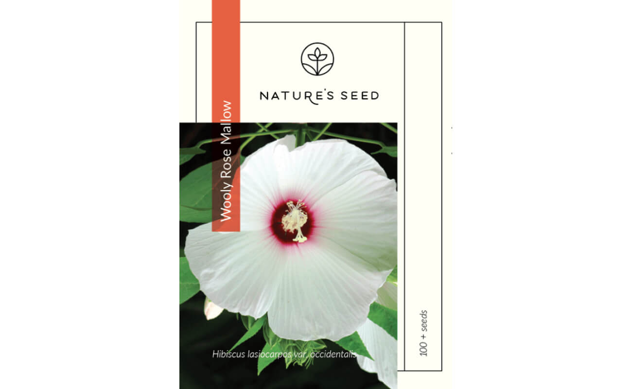 Woolly Rose Mallow-0