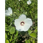 Woolly Rose Mallow-4944