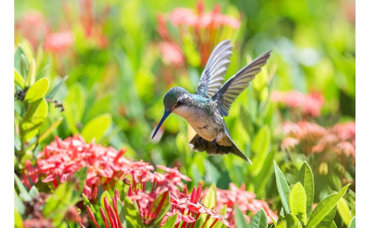 Hummingbird Pollinator Mix-4807